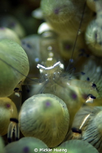 BULBS
Anemone Shrimp
Northeast Coast Taiwan by Mickle Huang 